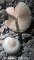 Pluteus petasatus-amf1492-1